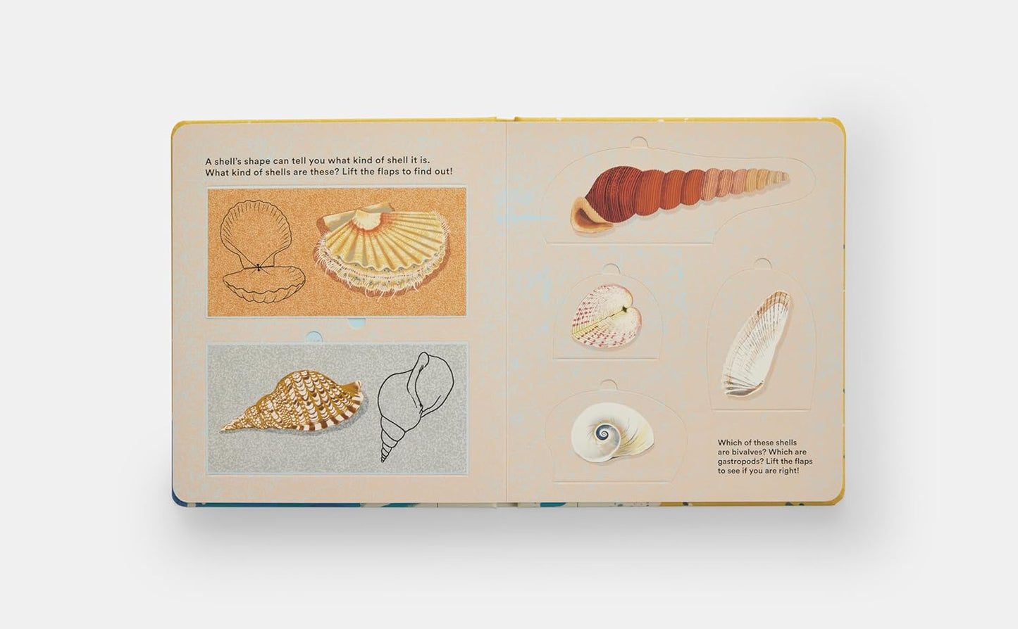 Shells... and what they hide inside