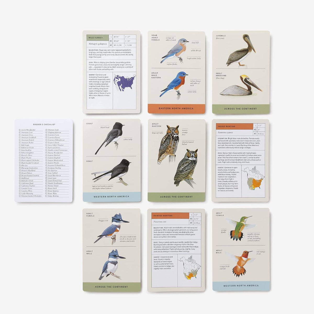 Sibley Backyard Bird Flashcards