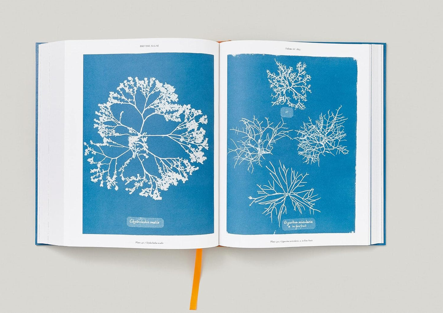 Anna Atkins Cyanotypes