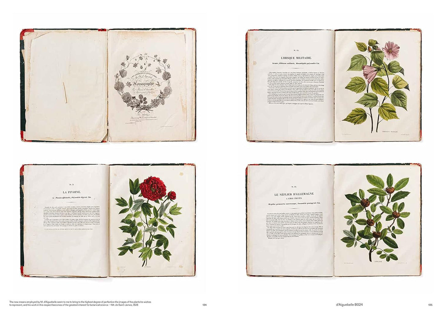 Capturing Nature: 150 Years of Nature Printing