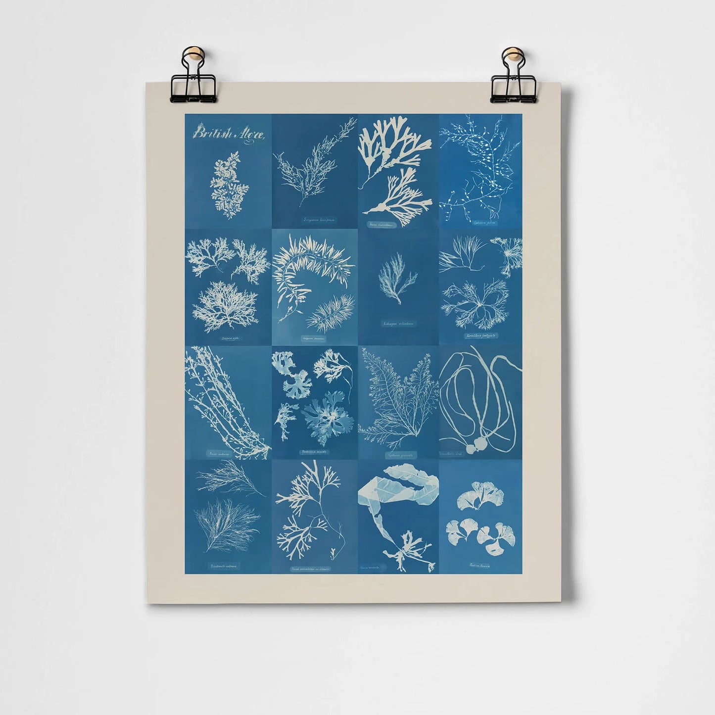 British Algae Cyanotype Impressions Fine Art Print