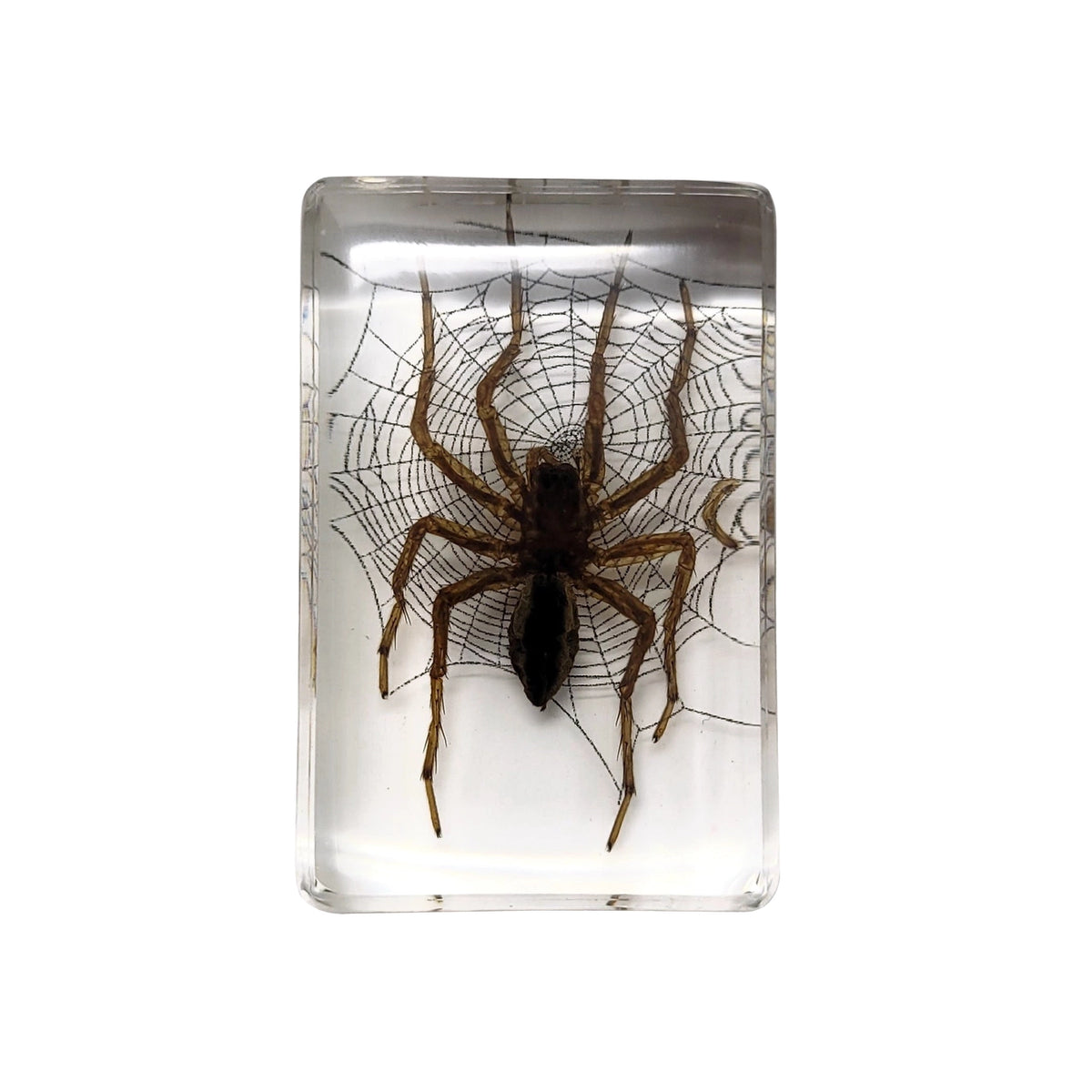 Small Invertebrate Paperweight