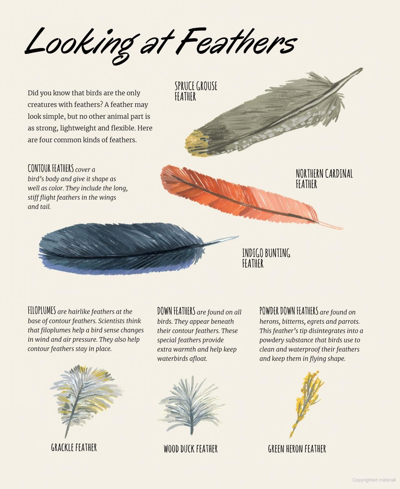 Nature All Around: Birds