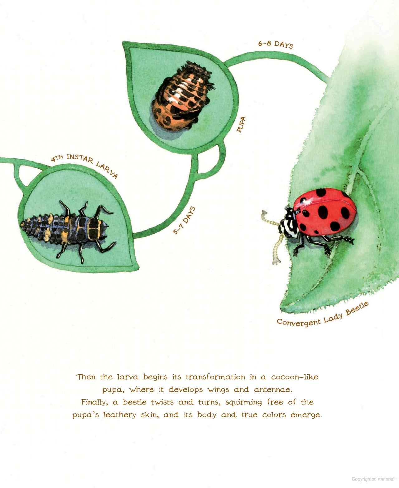 A Beetle is Shy