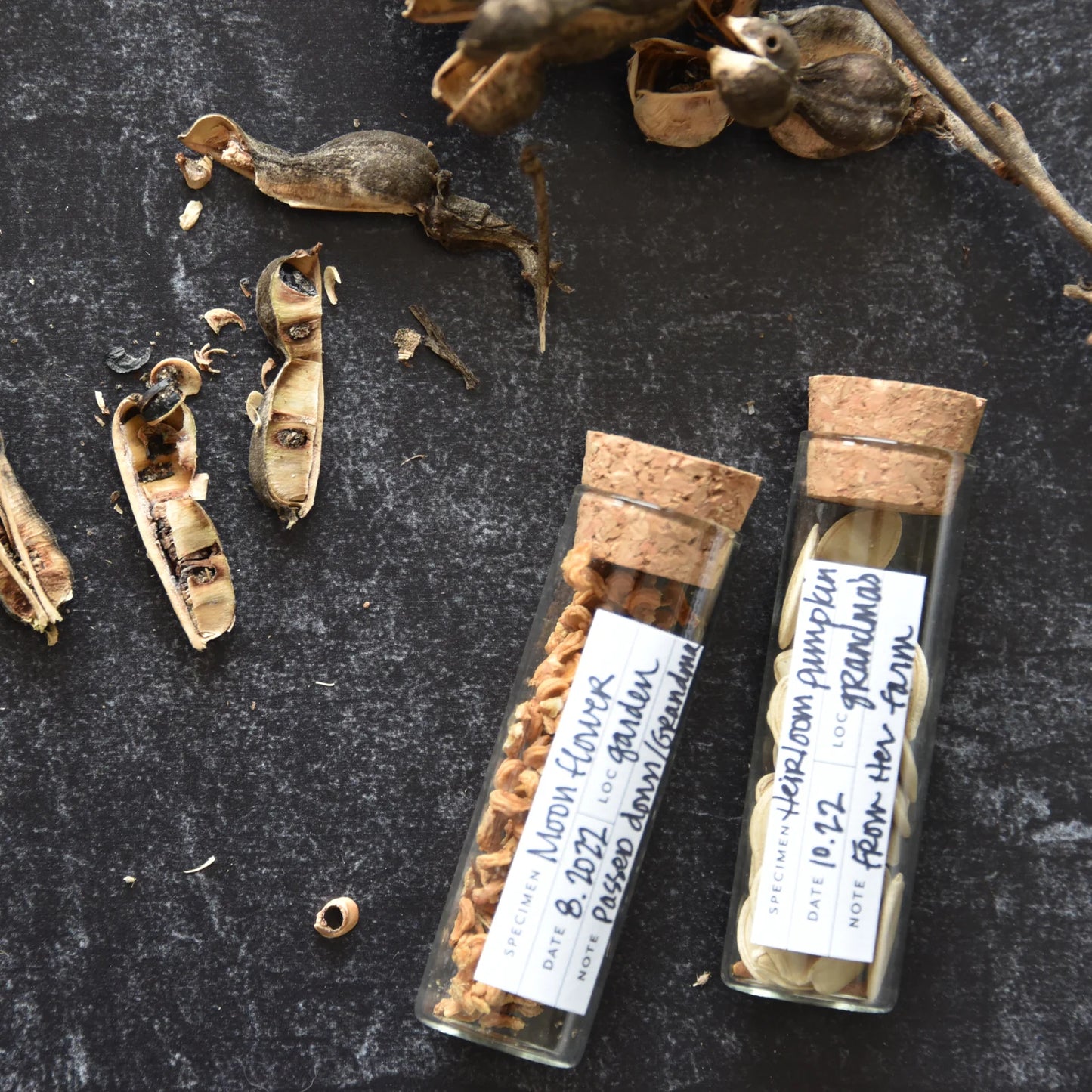 Seed Collecting Kit