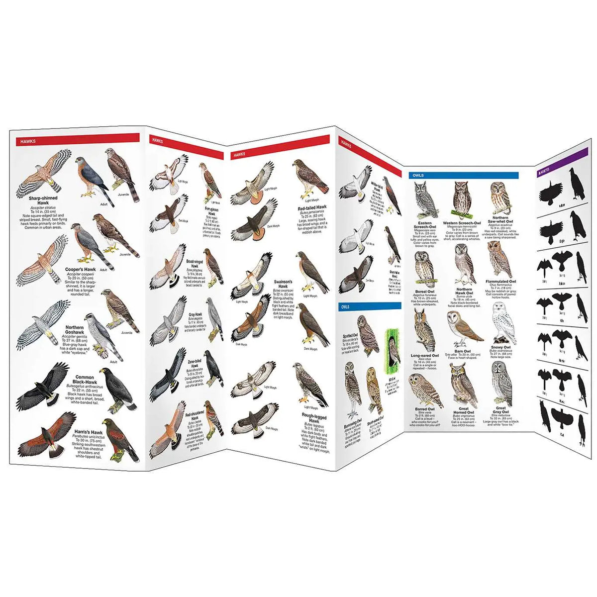 Birds of Prey Pocket Guide