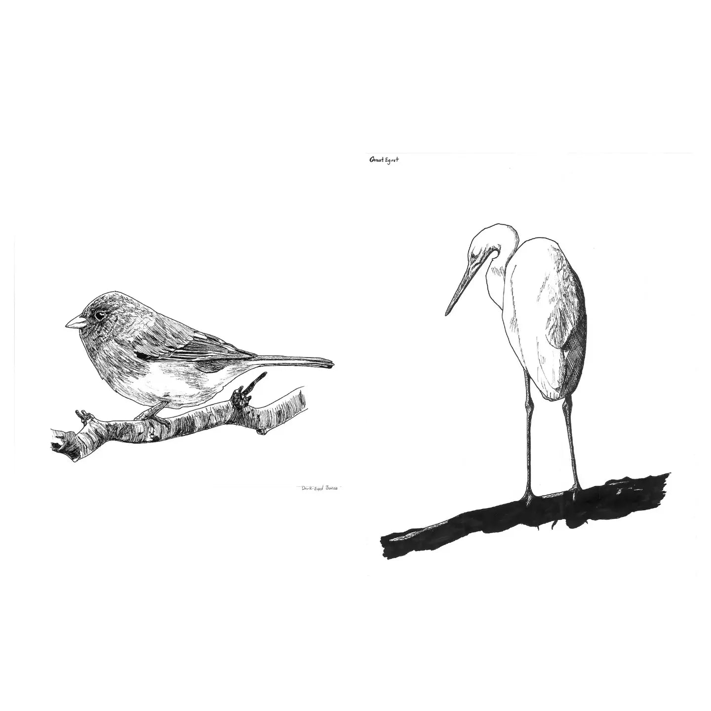 Slow Birding