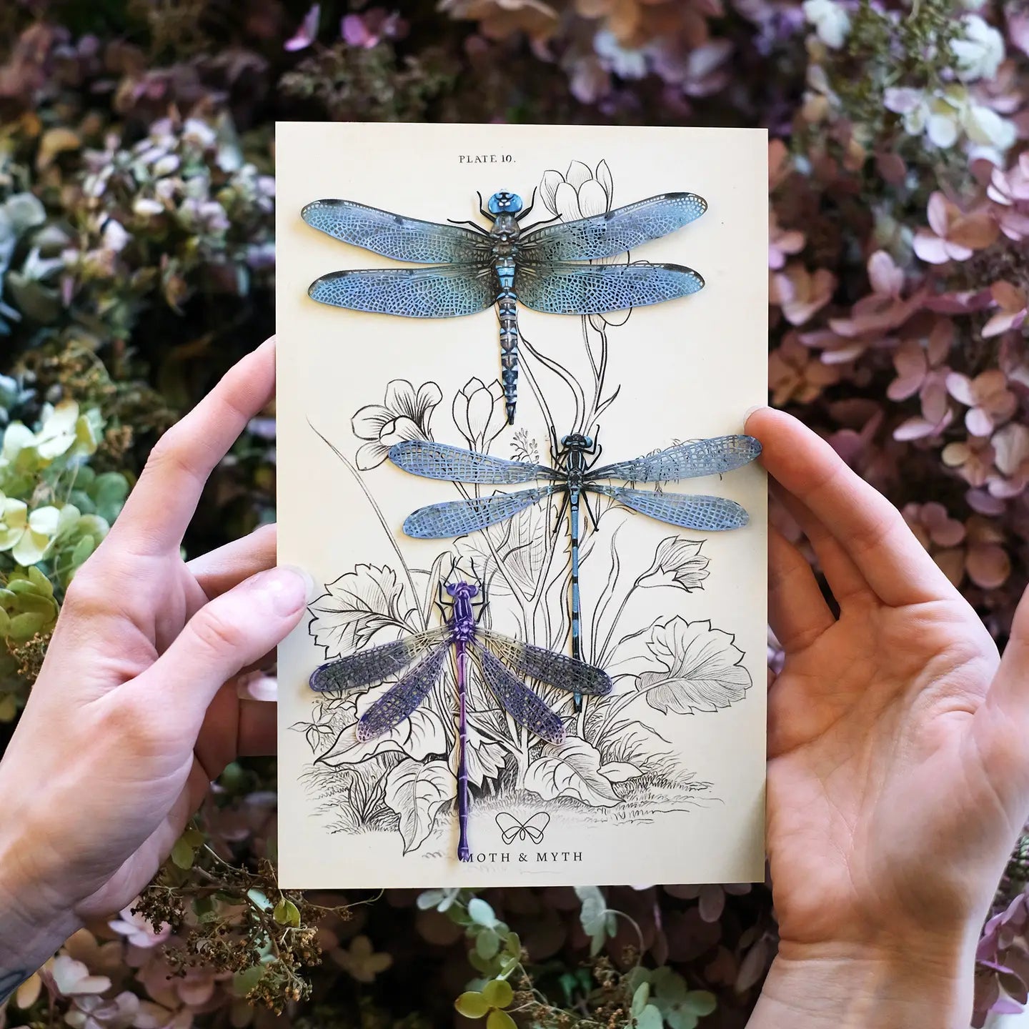Dragonfly Fine Paper Specimens