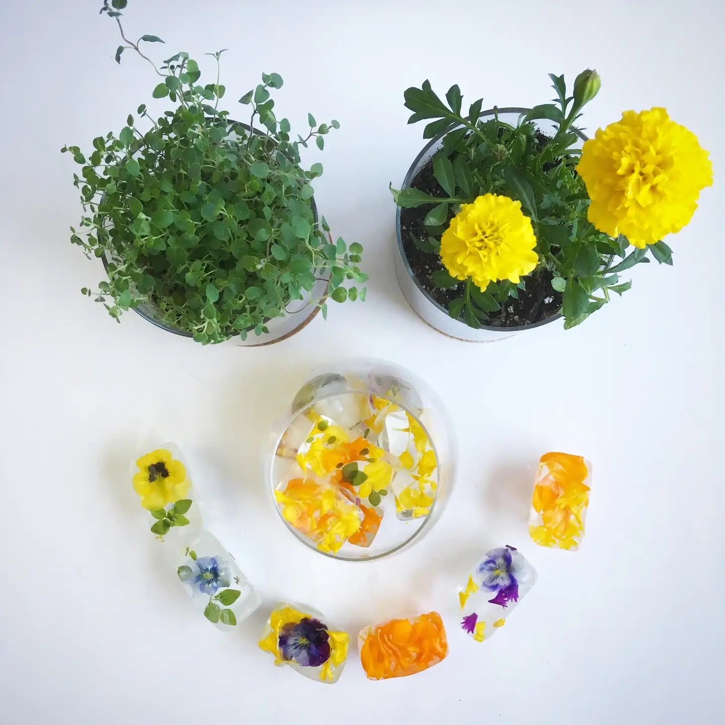 Edible Flower Pocket Garden Set