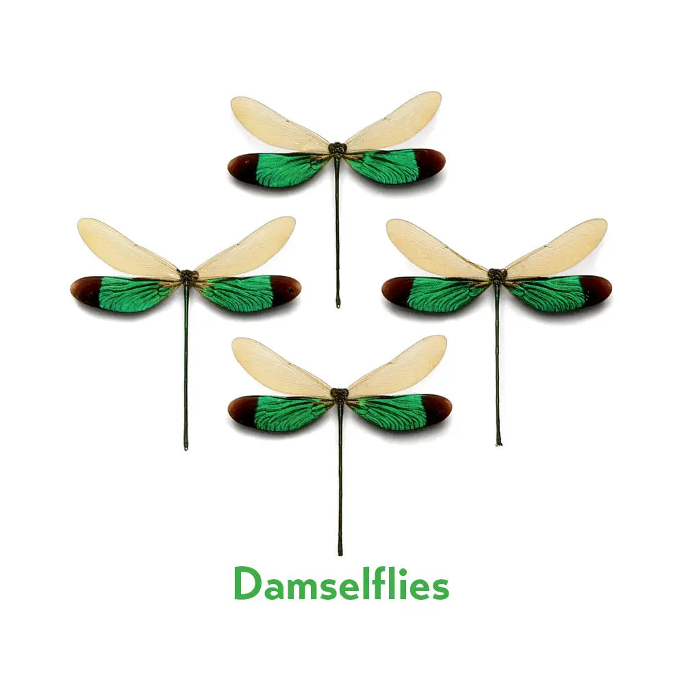 Christopher Marley’s Incredible Insect Memory Game