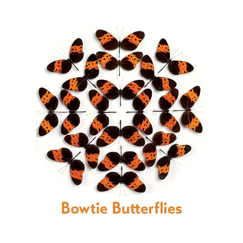 Christopher Marley’s Incredible Insect Memory Game