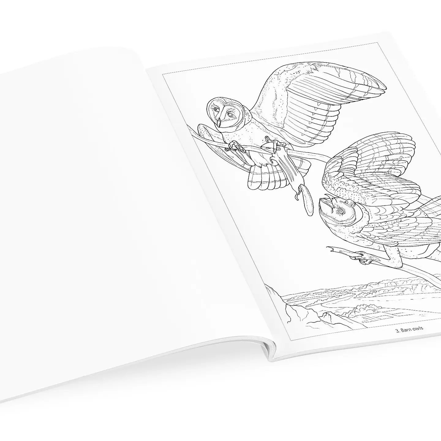 Owls Coloring Book