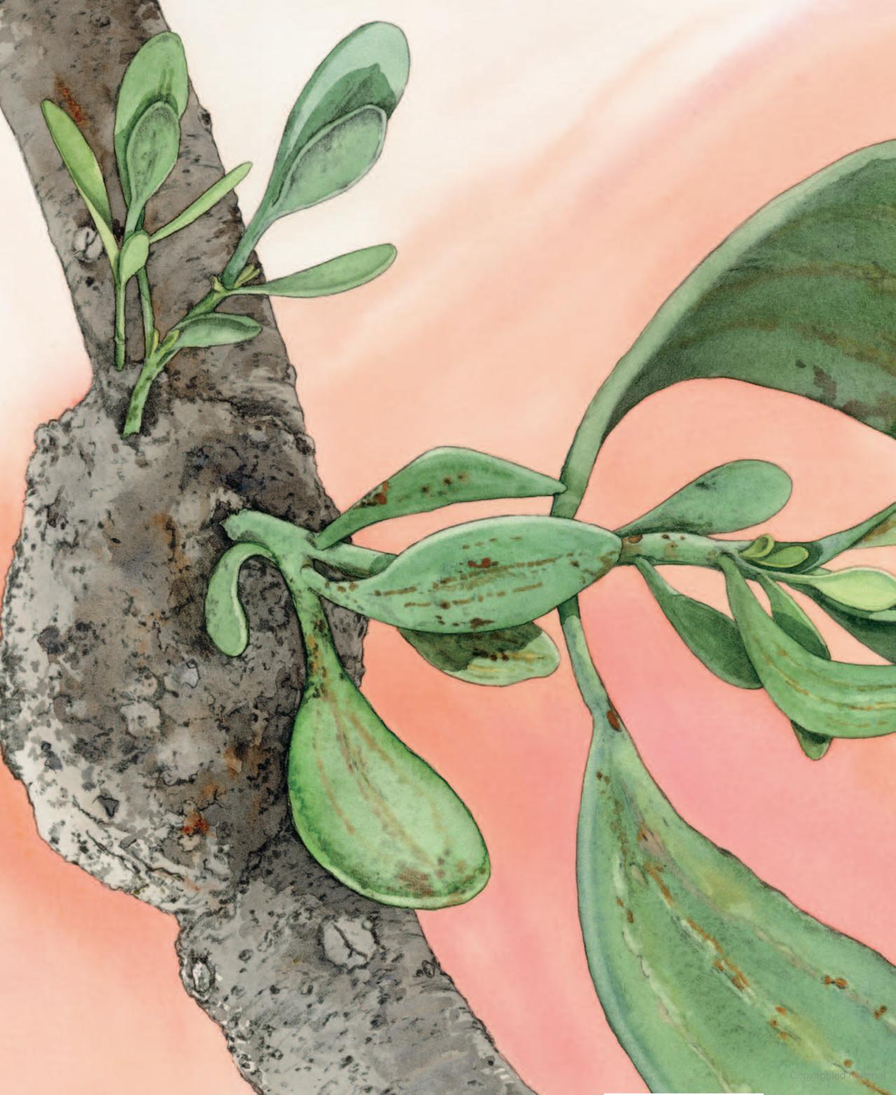 A Butterfly is Patient