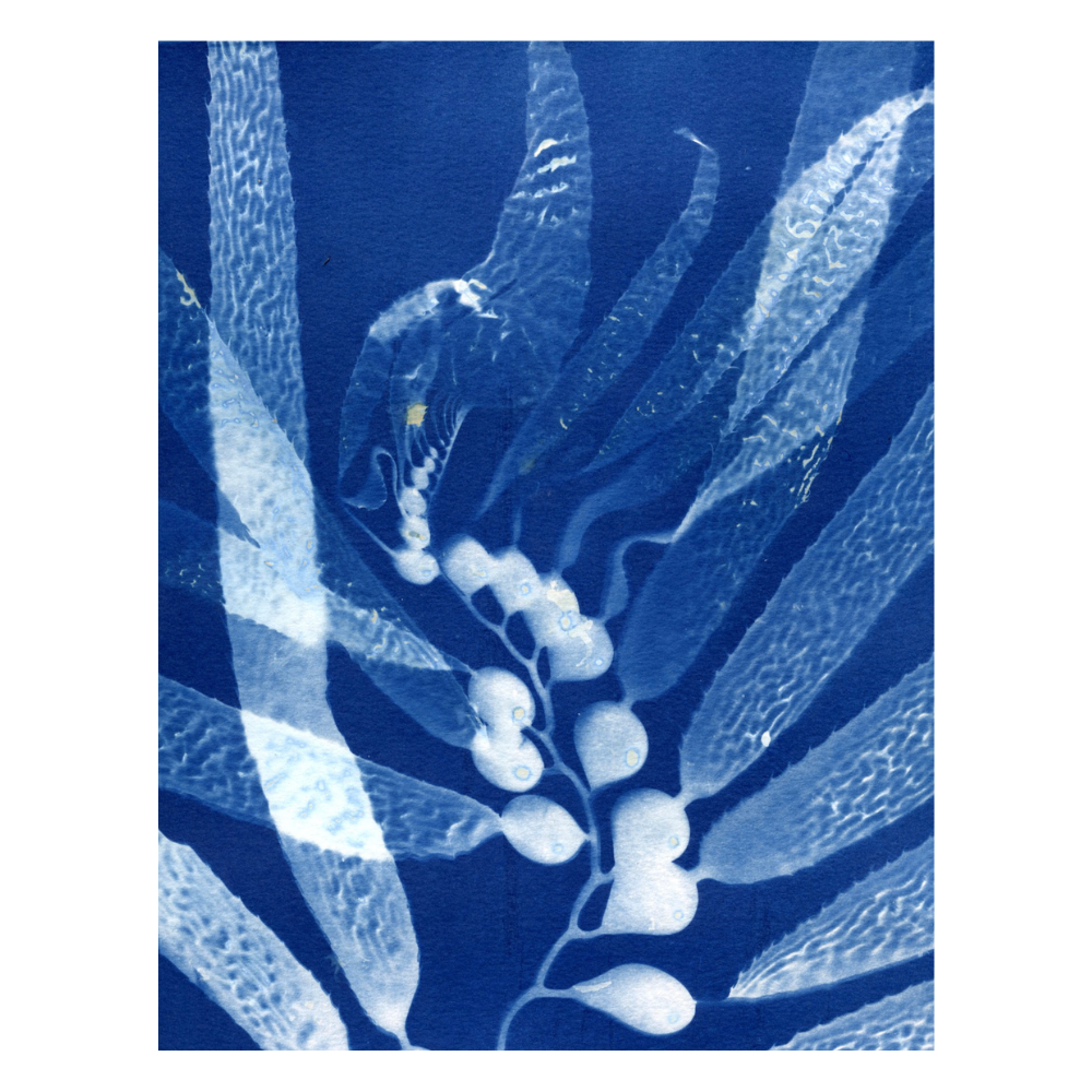 Medium Cyanotype Giant Kelp Prints