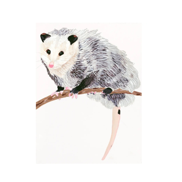 Opossum Art Print