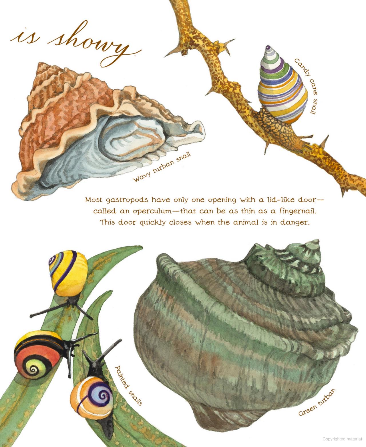 A Shell is Cozy