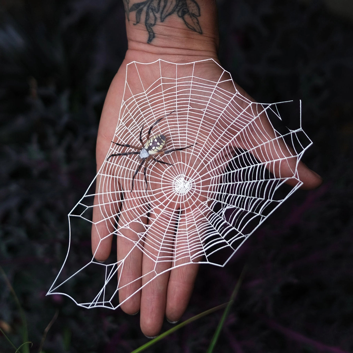 Spiderweb & Spider Fine Paper Specimen Set