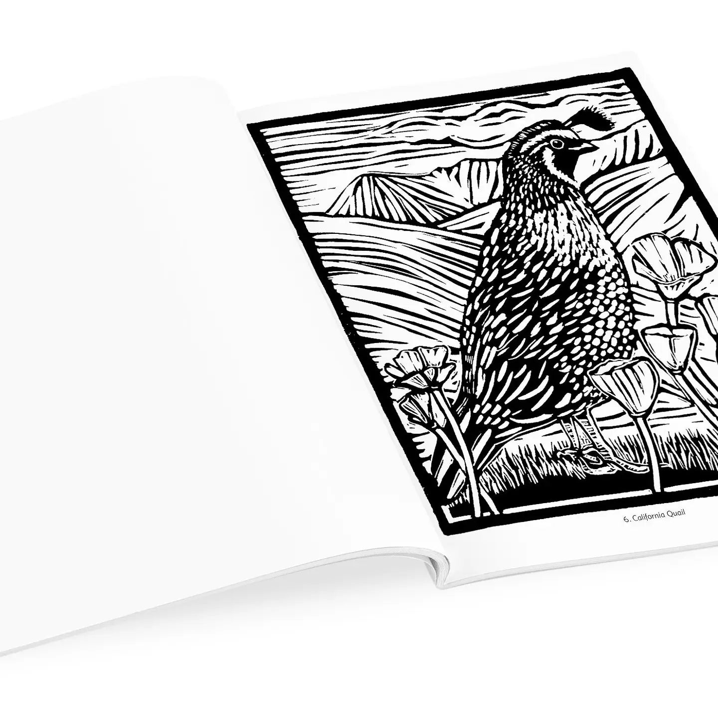 Molly Hashimoto: Birds Coloring Book