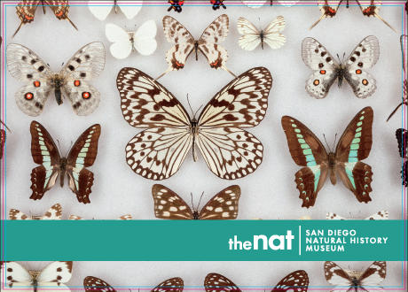 Nat Collections Postcards