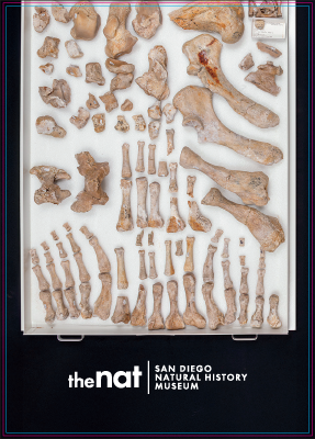 Nat Collections Postcards