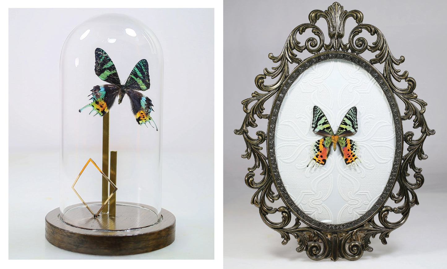 Beautiful Bugs