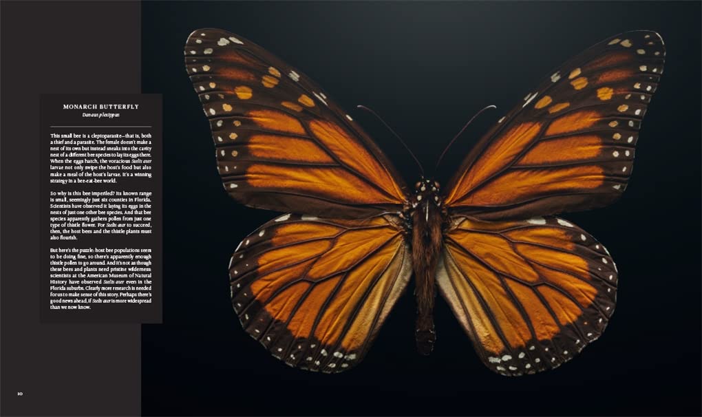 Extinct & Endangered: Insects in Peril – Gold Leaf Nat