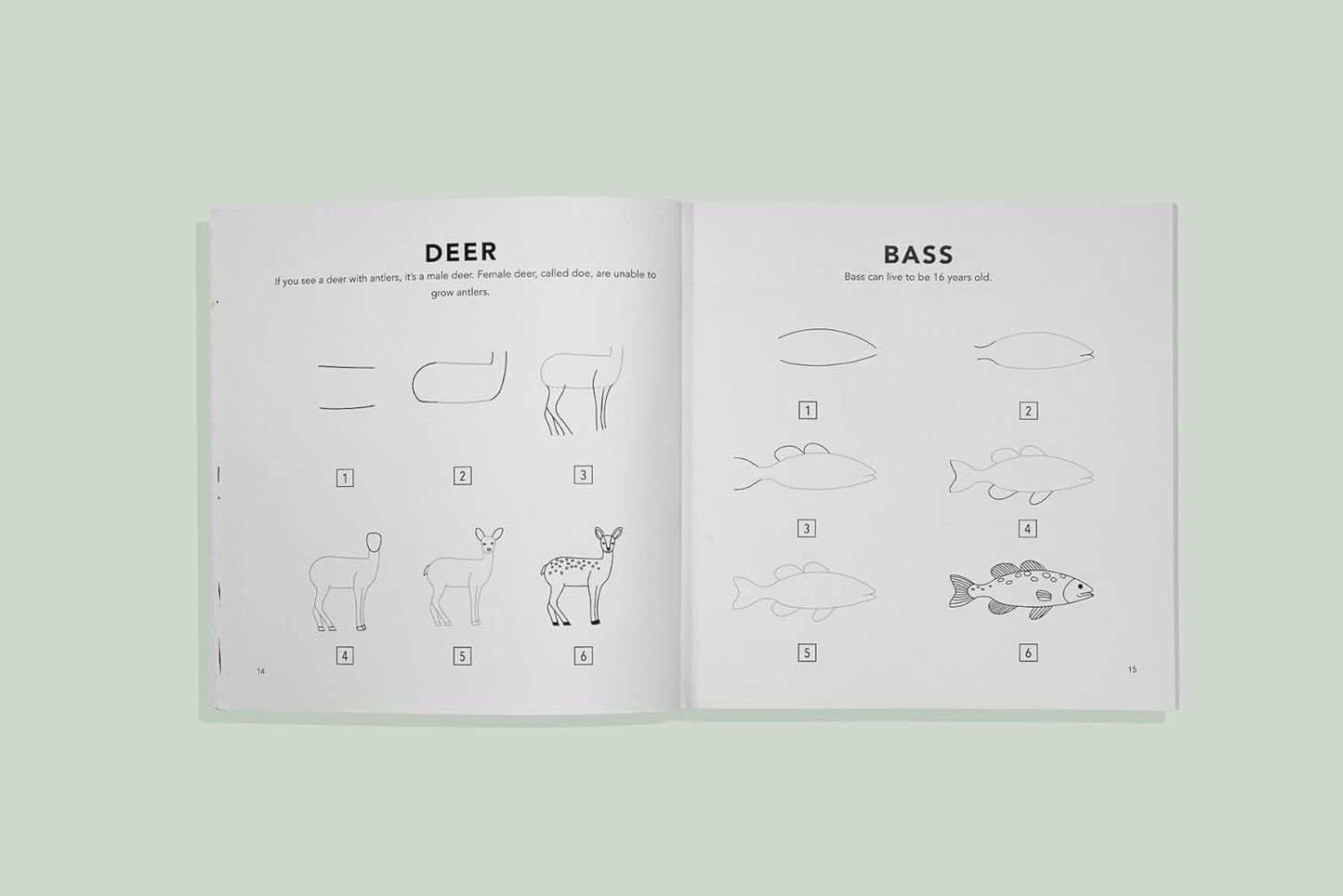 How to Draw Woodland Creatures for Kids