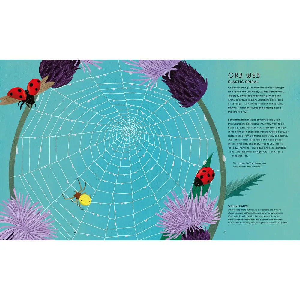 The Secret World of Spiderwebs
