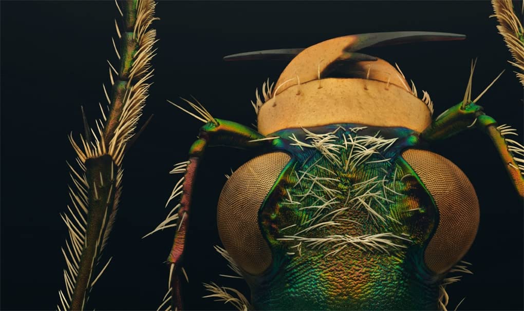 Indangered Insects Extinct & Endangered: Insects in Peril – Gold Leaf Nat