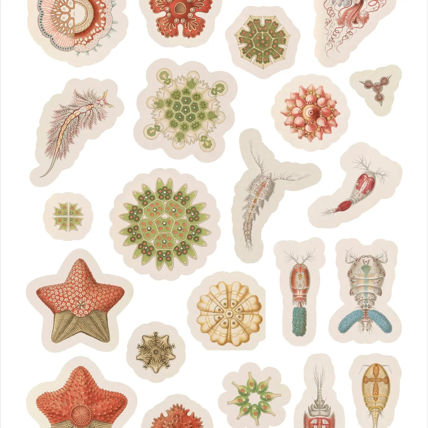 Ernst Haeckel: Art Forms in Nature Sticker Book
