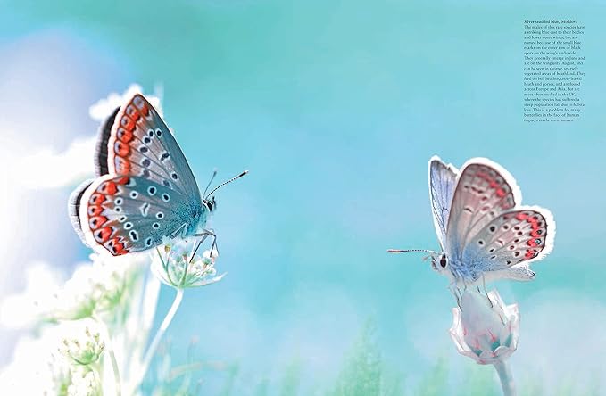 Butterflies: Beautiful Flying Insects