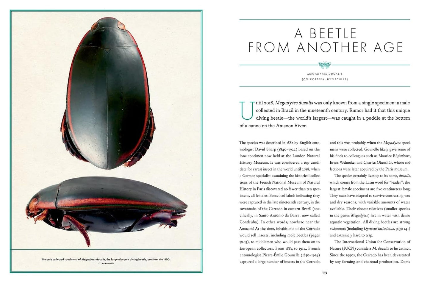 The Wonder Cabinet of Fabulous Insects