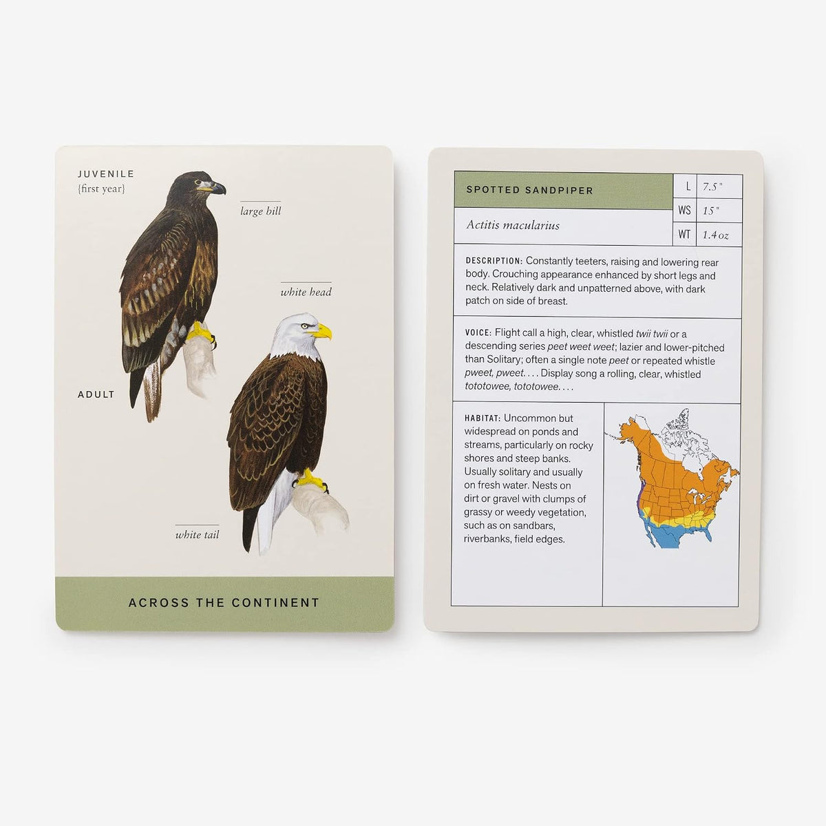 Sibley Backyard Bird Flashcards