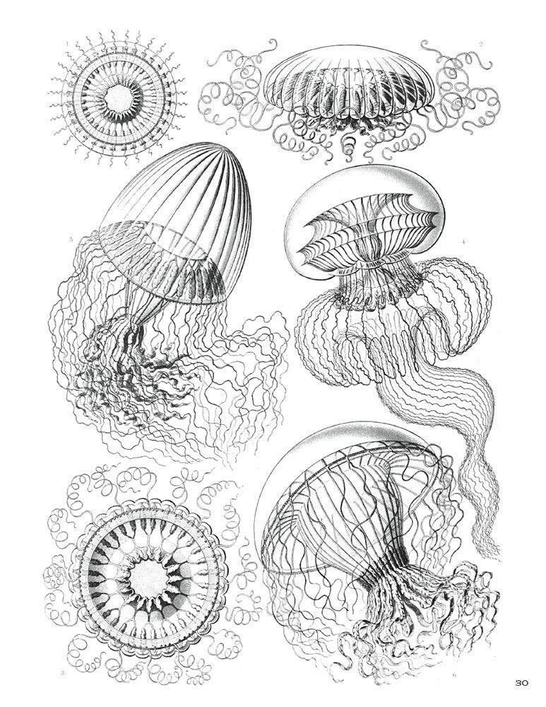Ernst Haeckel: Art Forms in Nature Coloring Book