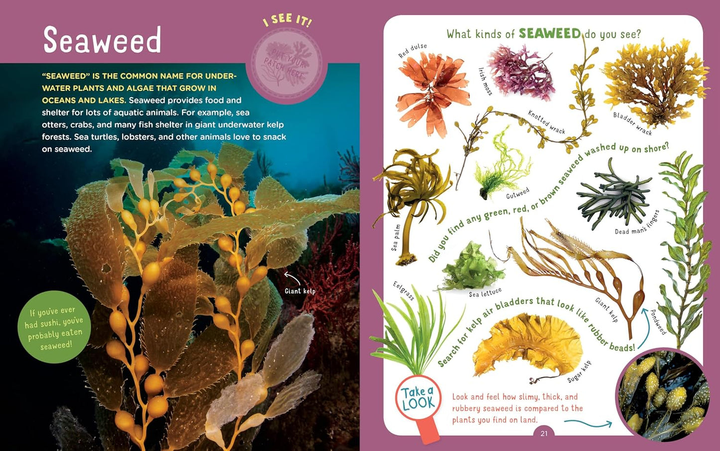 Backpack Explorer: Beach Walk