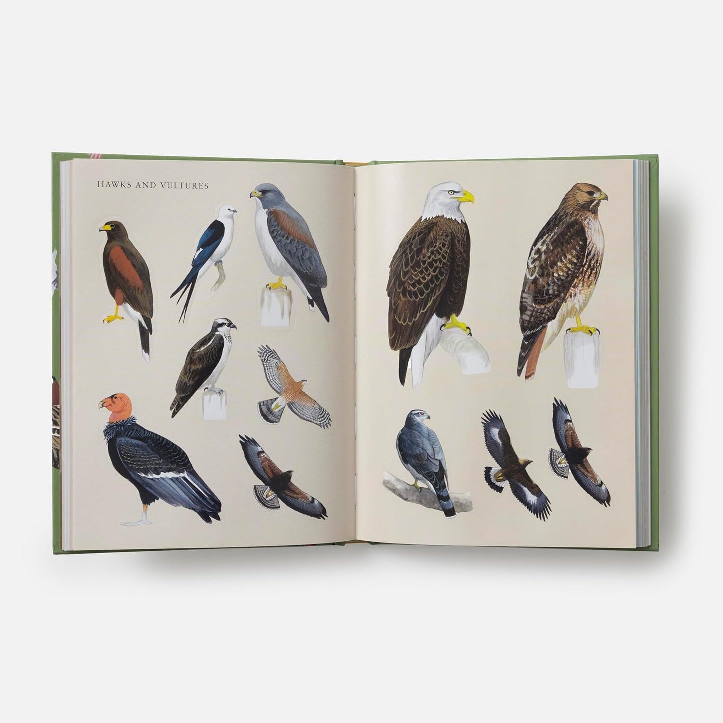 Sibley Birding Sticker Book