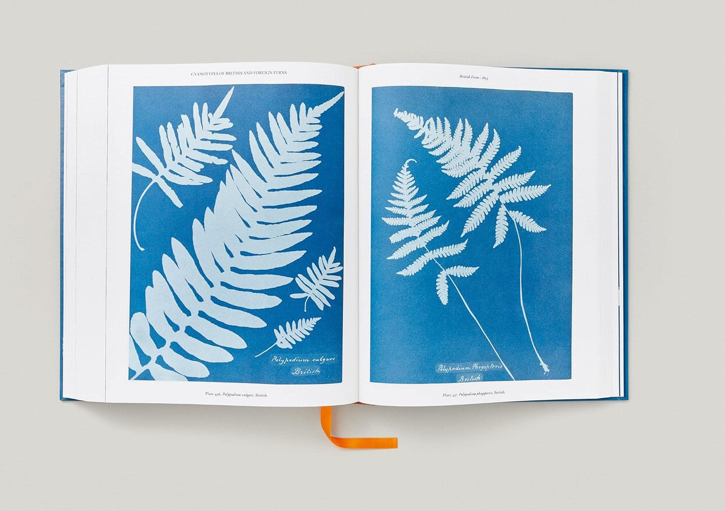 Anna Atkins Cyanotypes