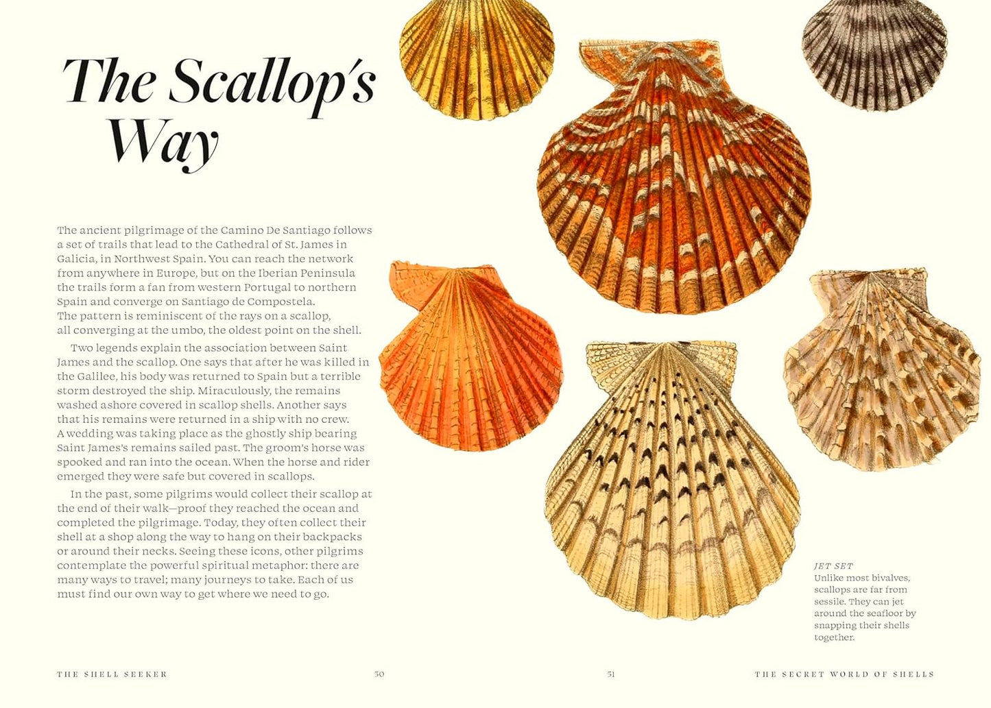 The Shell Seeker