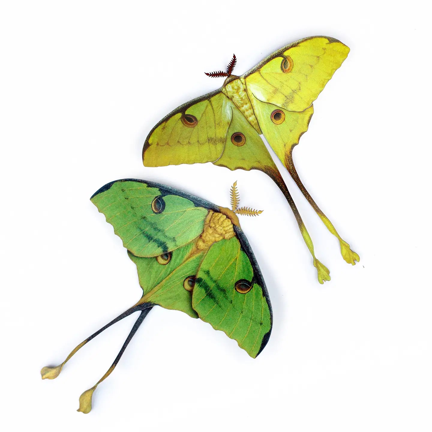 Butterfly Fine Paper Specimens