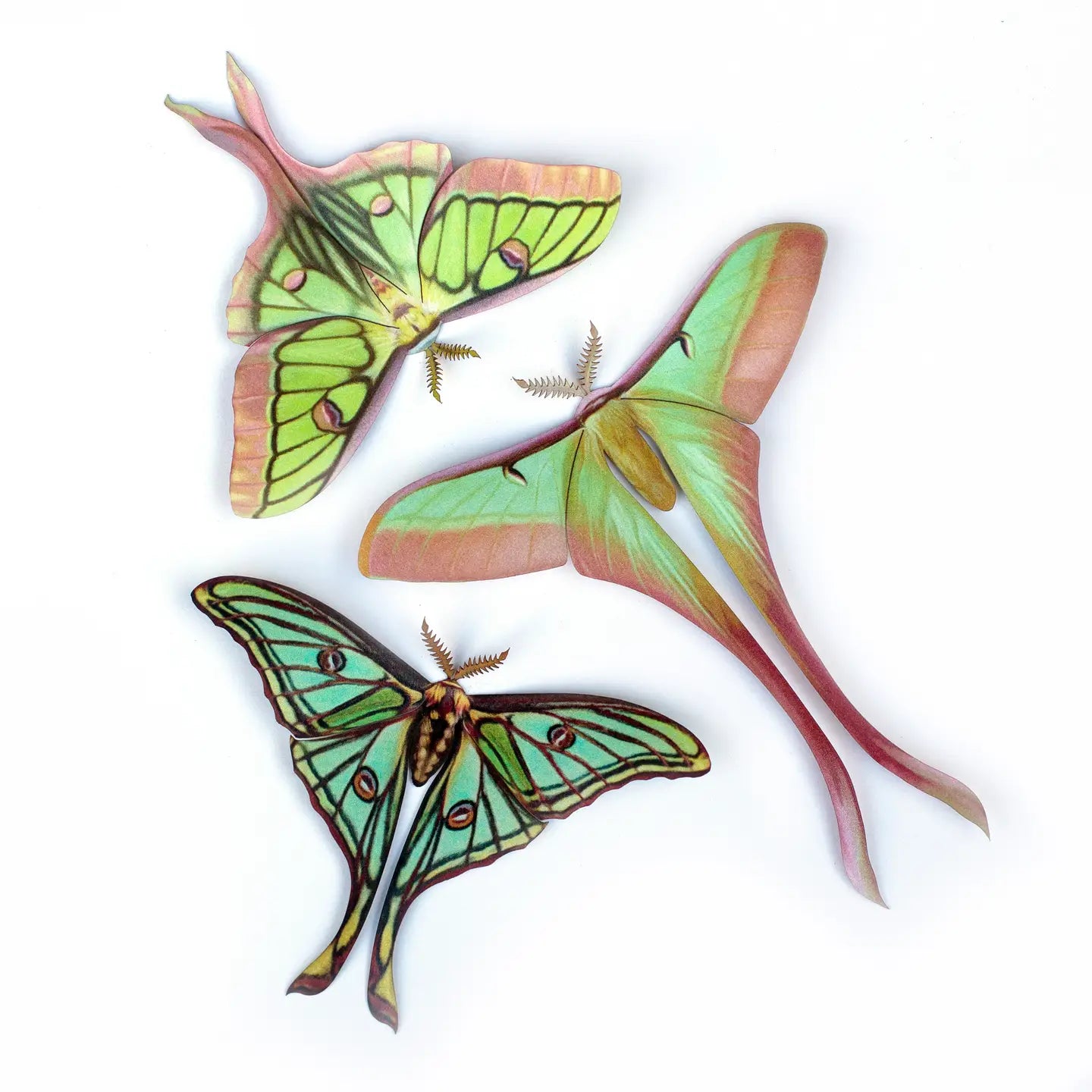 Butterfly Fine Paper Specimens