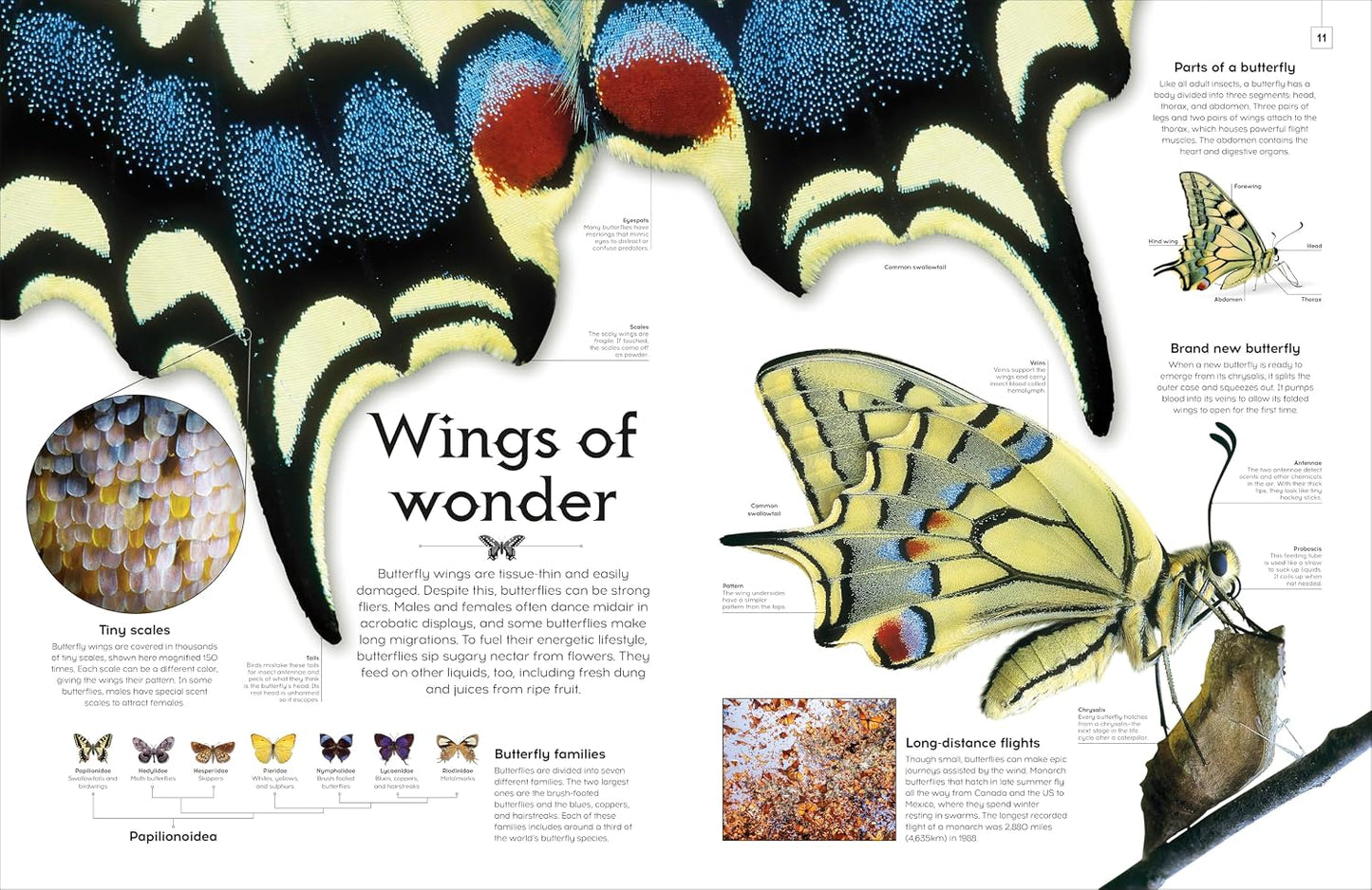 Shapes of Nature