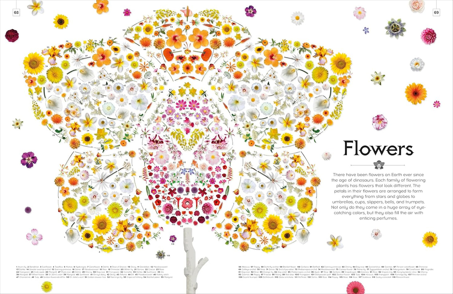 Shapes of Nature