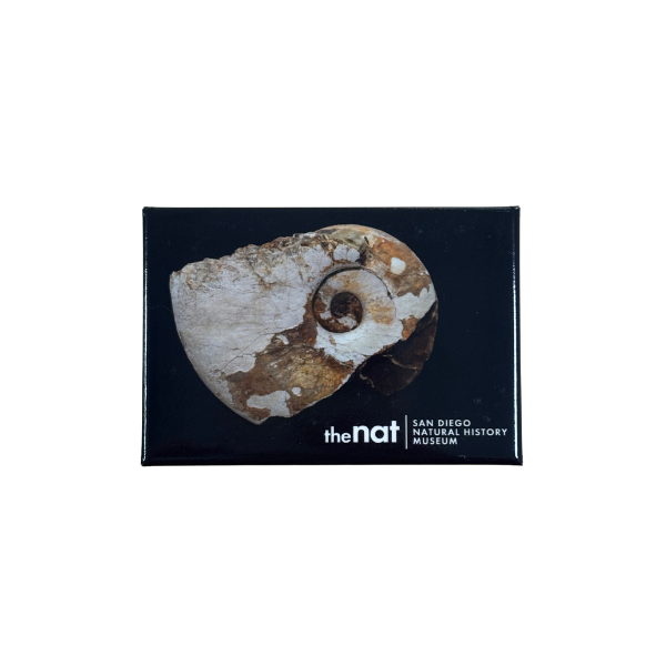 Museum Collections Magnets
