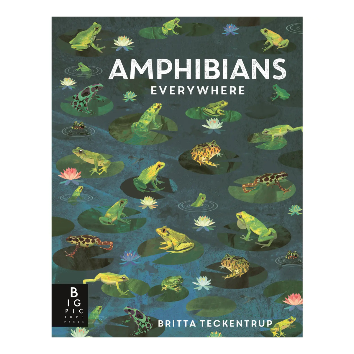 Amphibians Everywhere