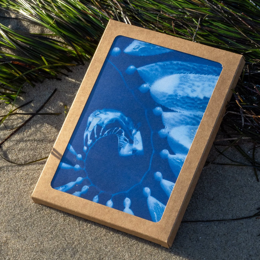 Cyanotype Greeting Cards Box Set