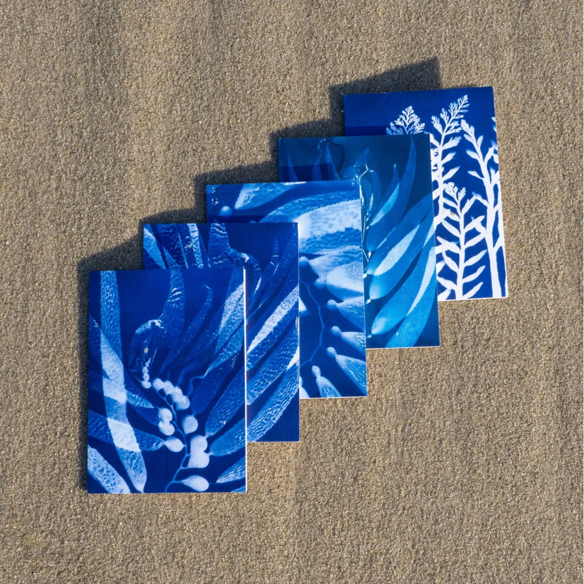 Cyanotype Greeting Cards Box Set