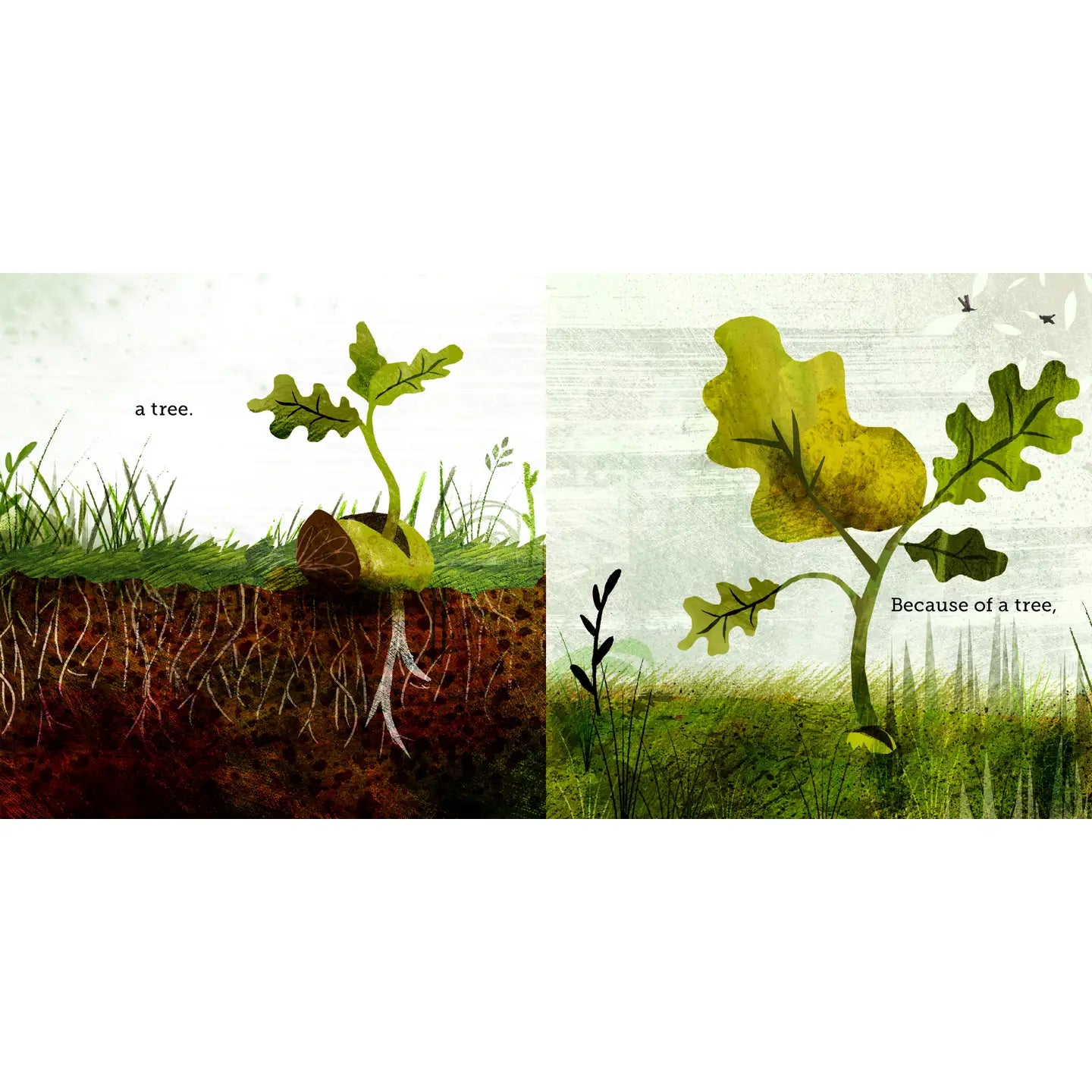 Because of an Acorn