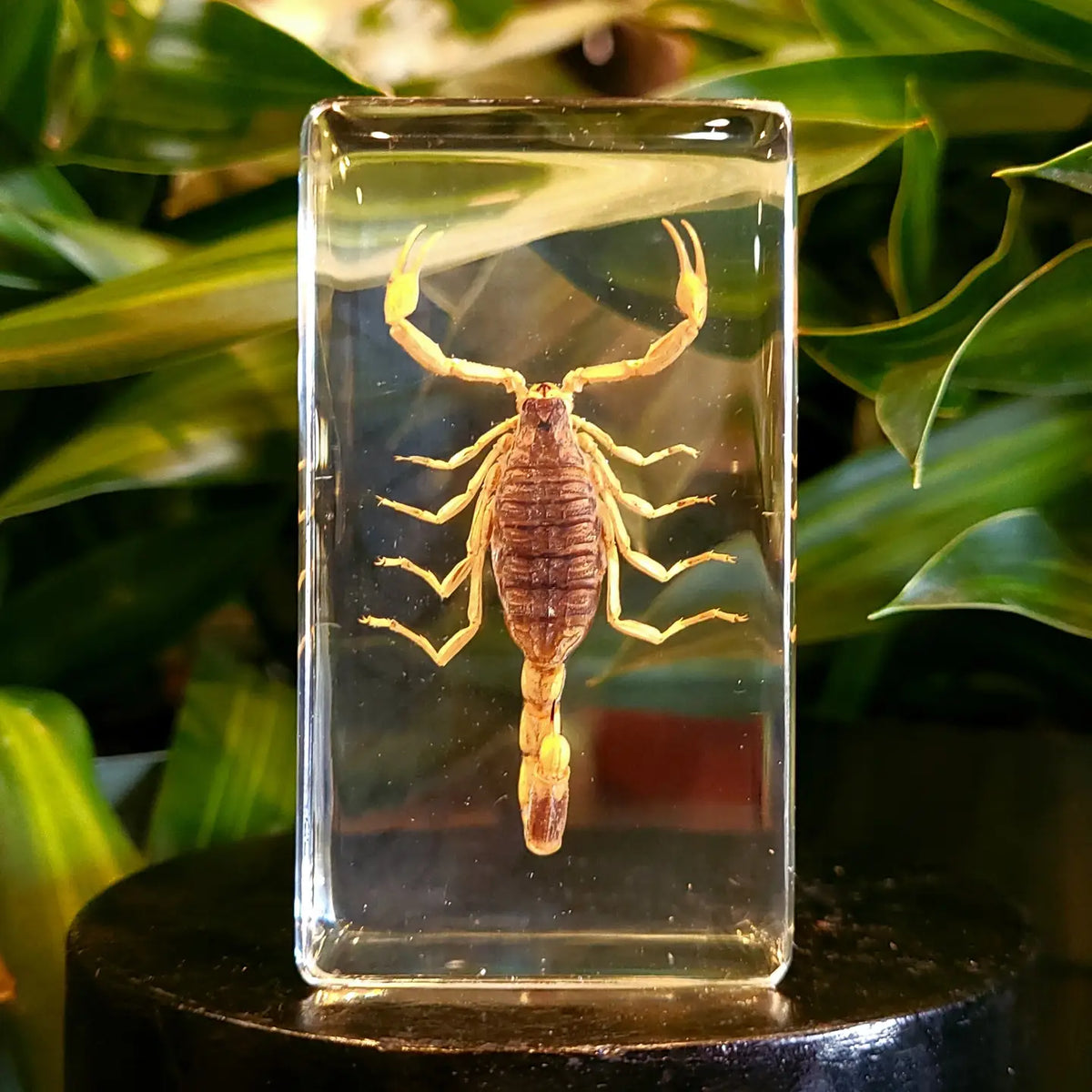 Golden Scorpion Paperweight