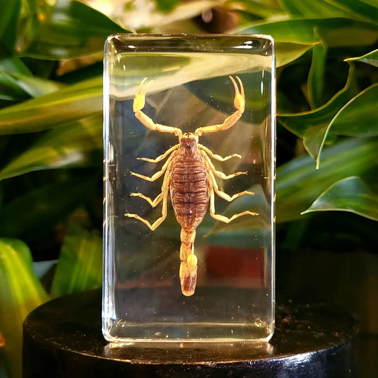 Golden Scorpion Paperweight