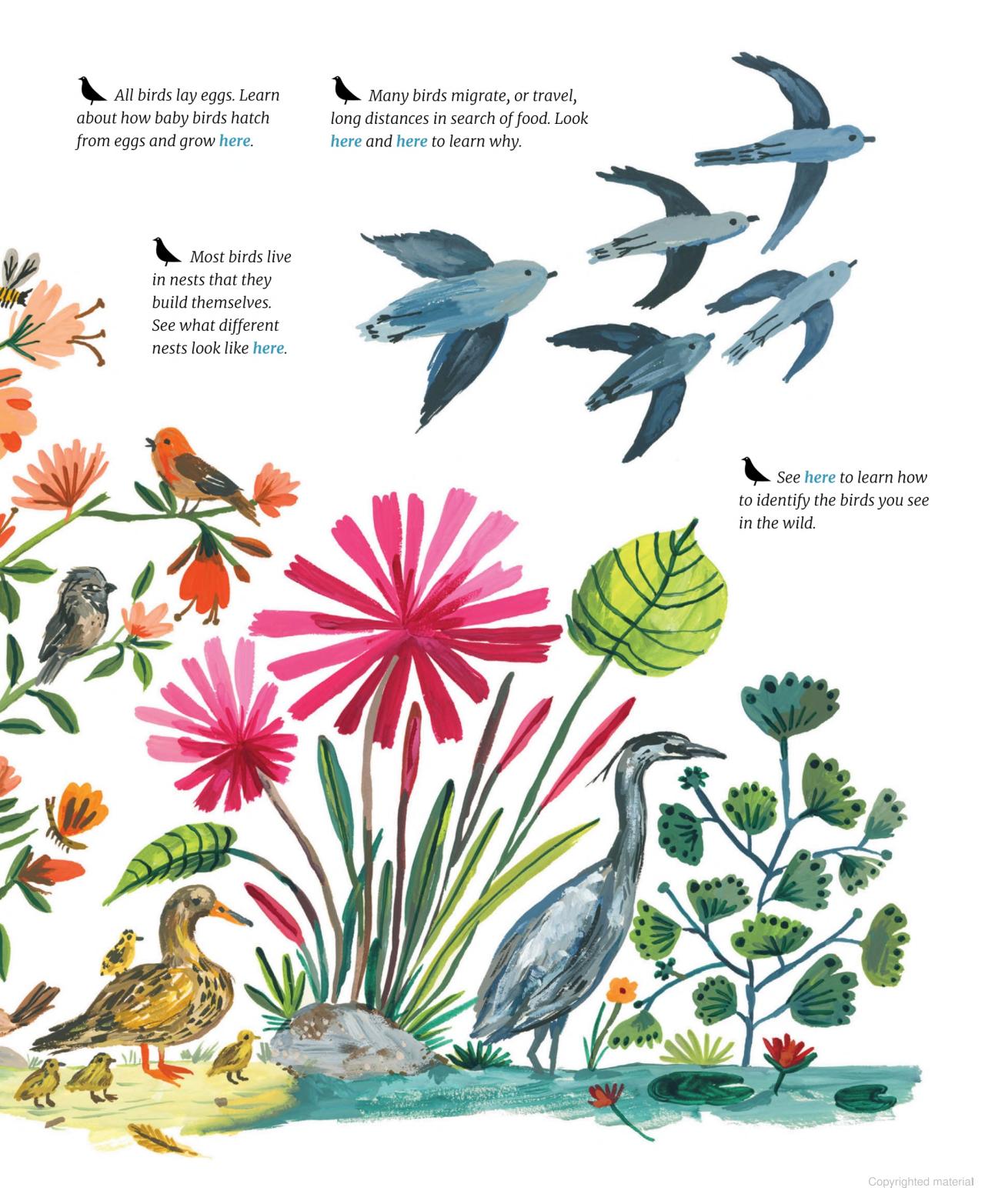 Nature All Around: Birds